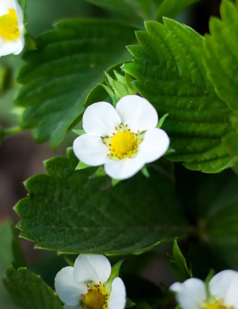 Ingeplant Colombia 01