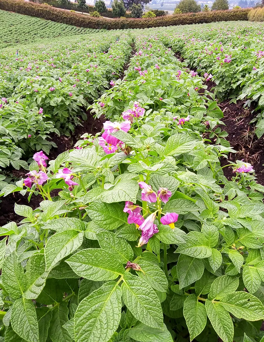 Ingeplant Colombia 02