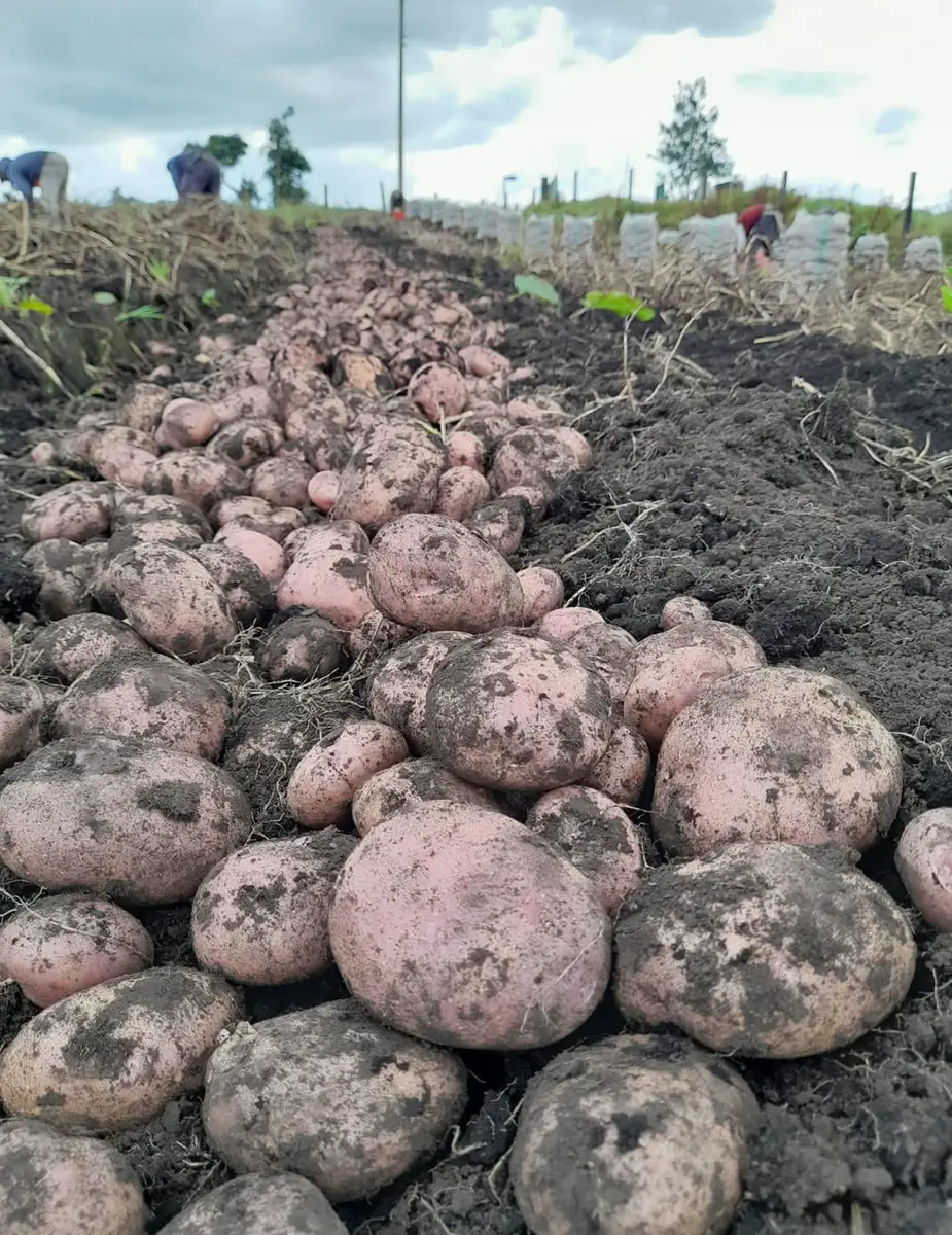 Ingeplant Colombia 03