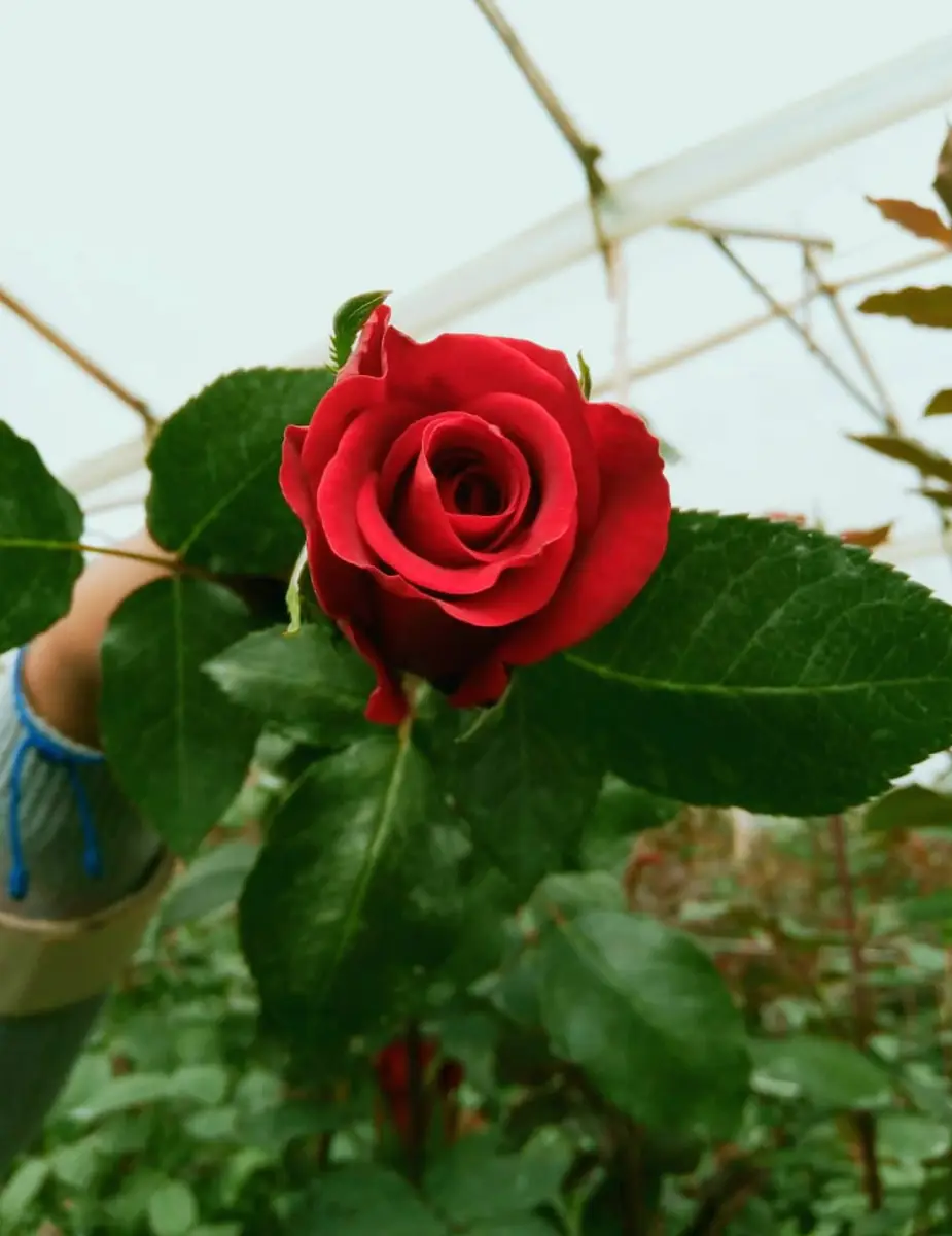 Ingeplant Colombia 04