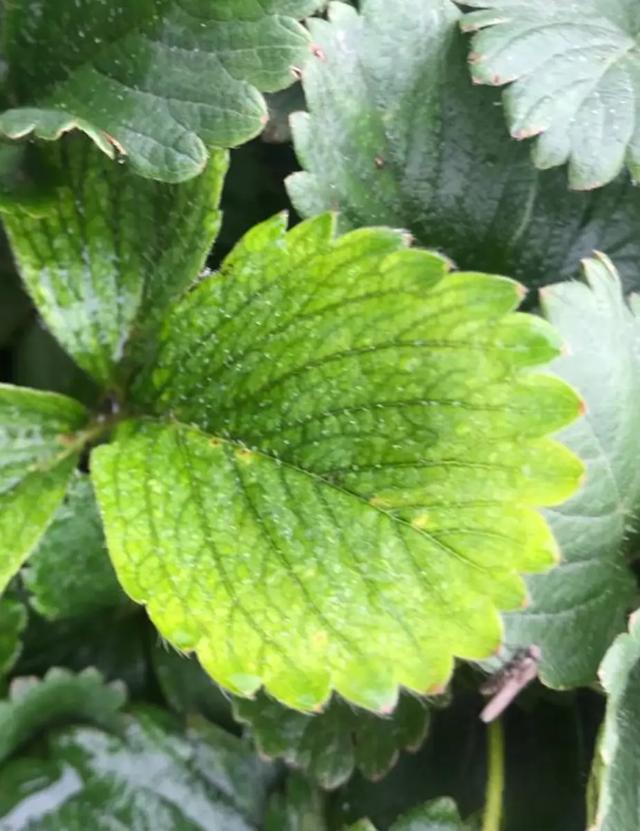 Ingeplant Colombia 05