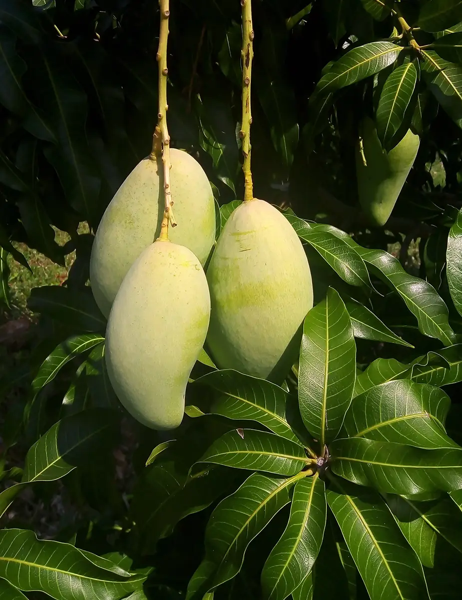 Ingeplant Colombia 06