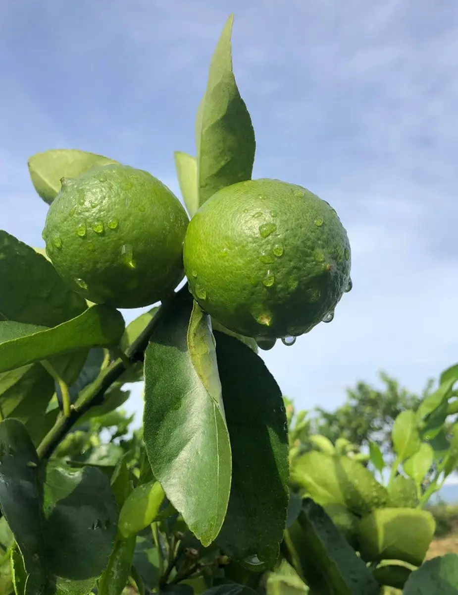 Ingeplant Colombia 08