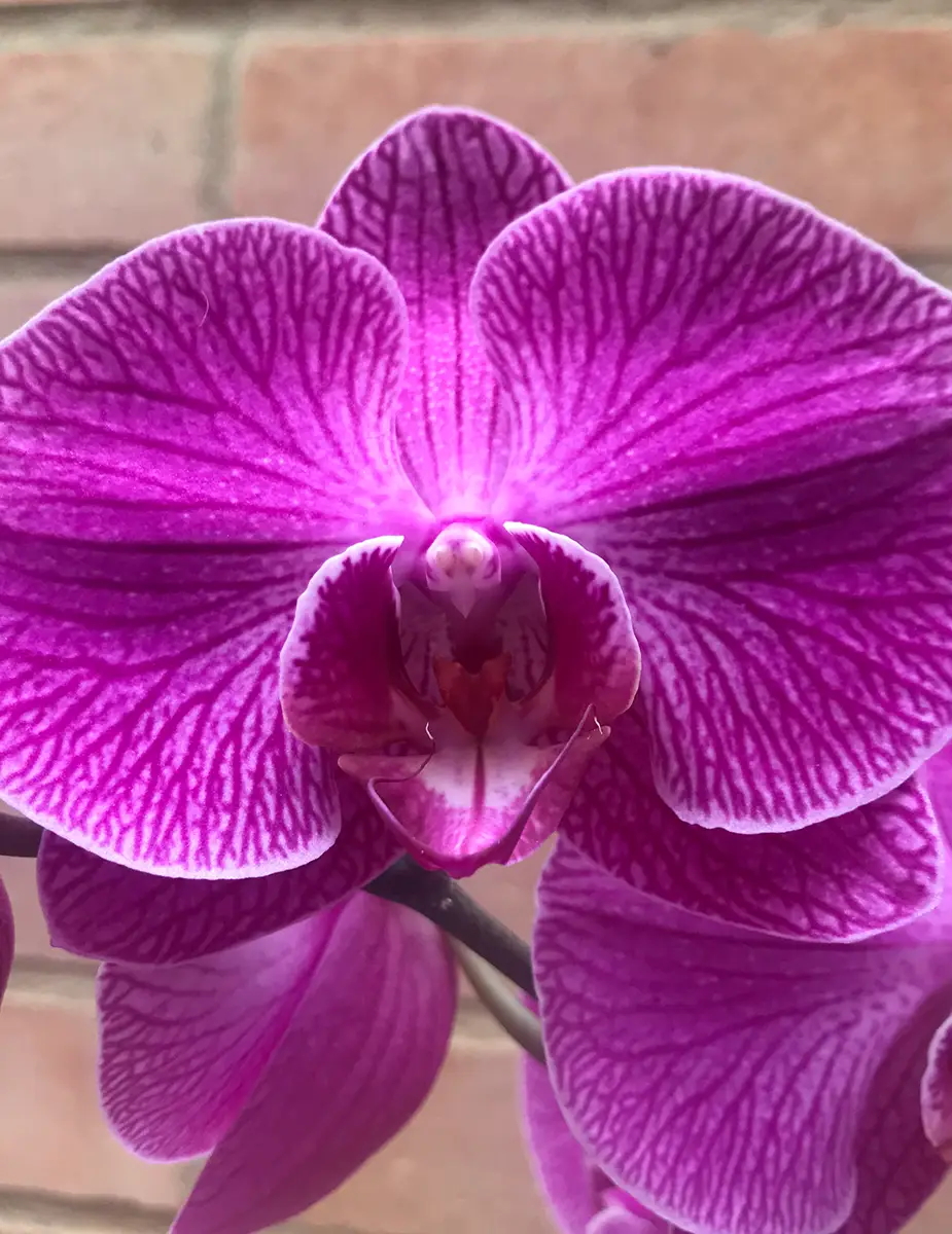 Ingeplant Colombia 09