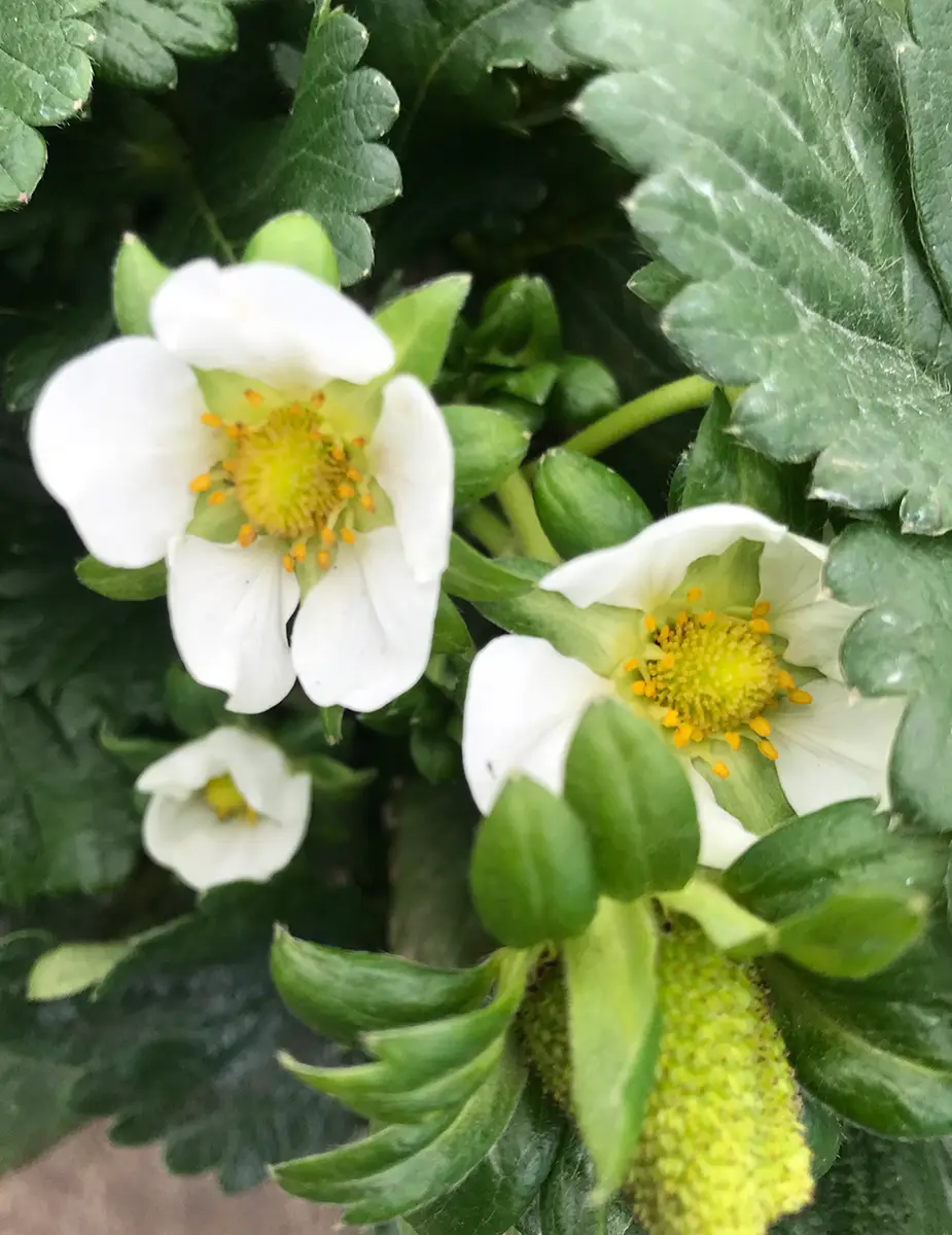 Ingeplant Colombia 10