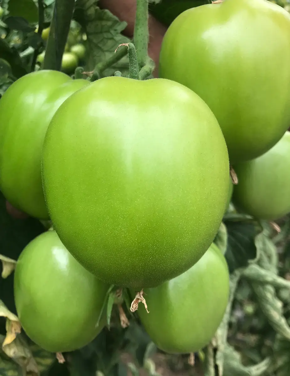 Ingeplant Colombia 11