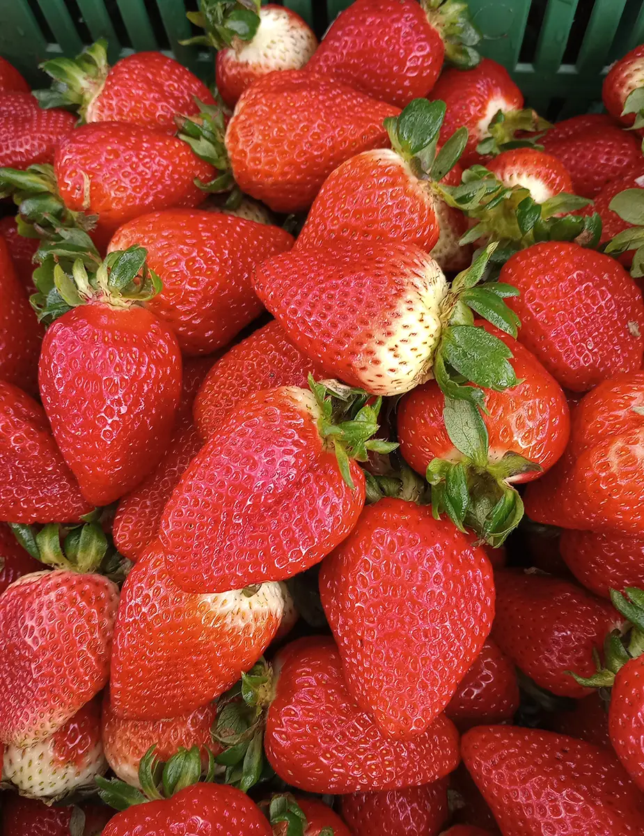 Ingeplant Colombia 12