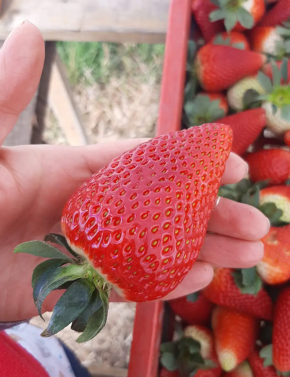 Ingeplant Colombia 13