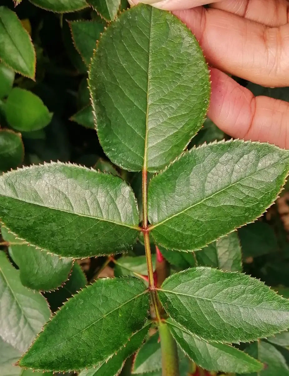 Ingeplant Colombia 15