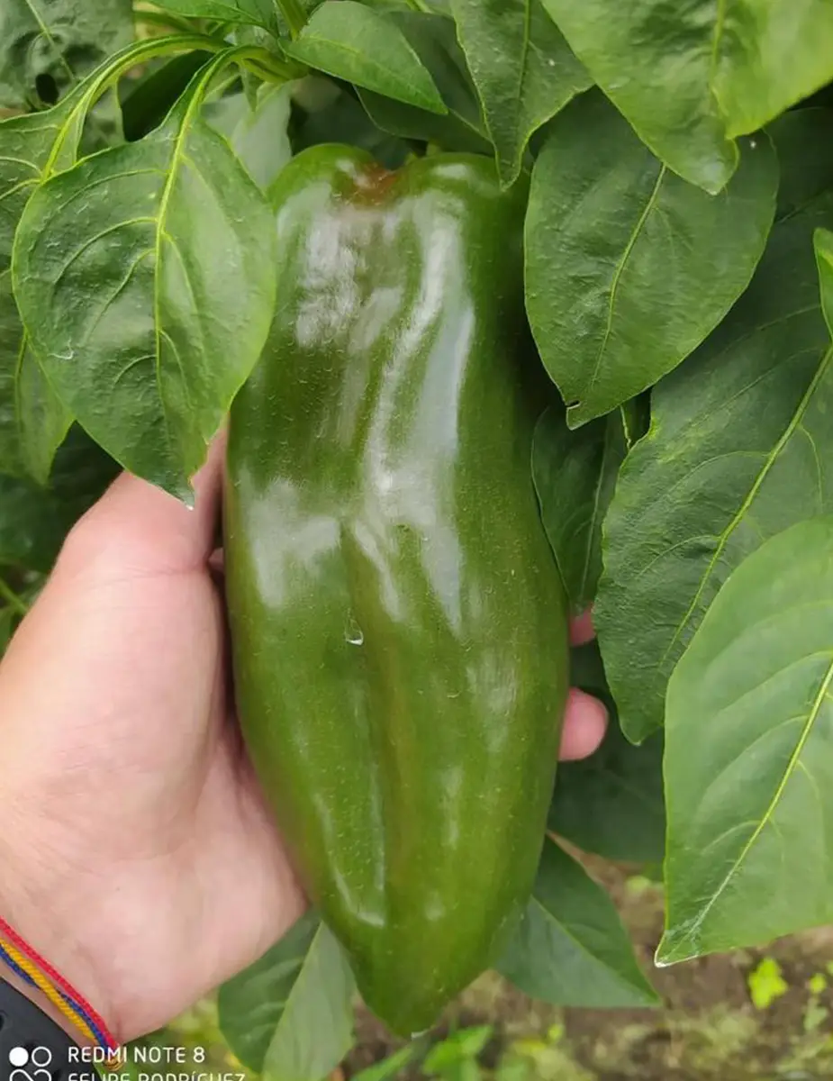 Ingeplant Colombia 16