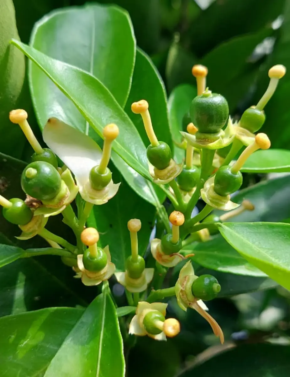 Ingeplant Colombia 17