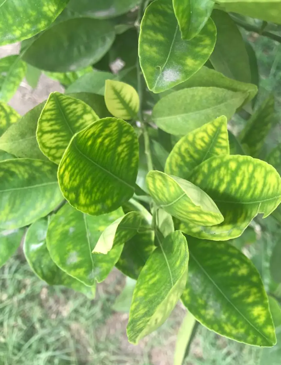 Ingeplant Colombia 23