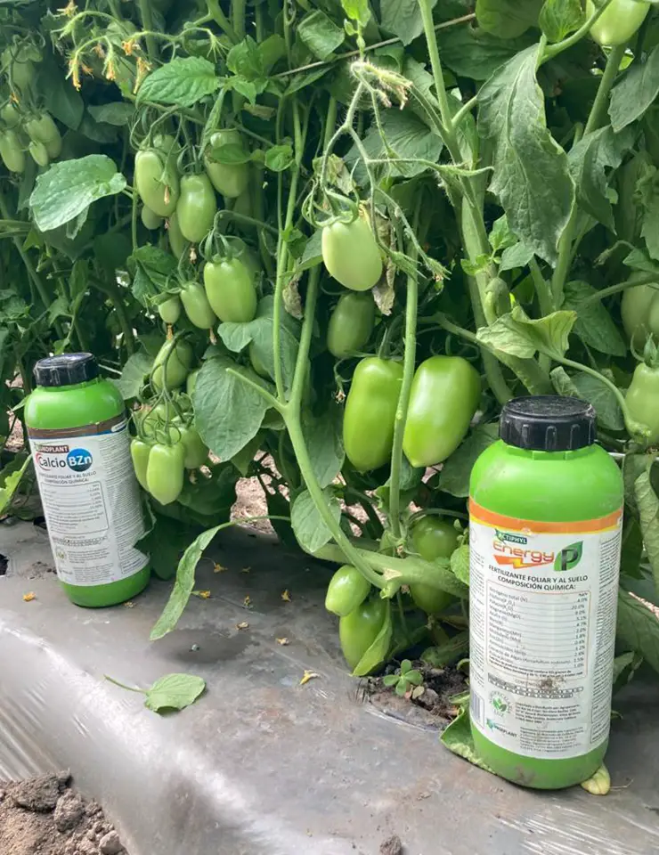 Ingeplant-Cultivos-05