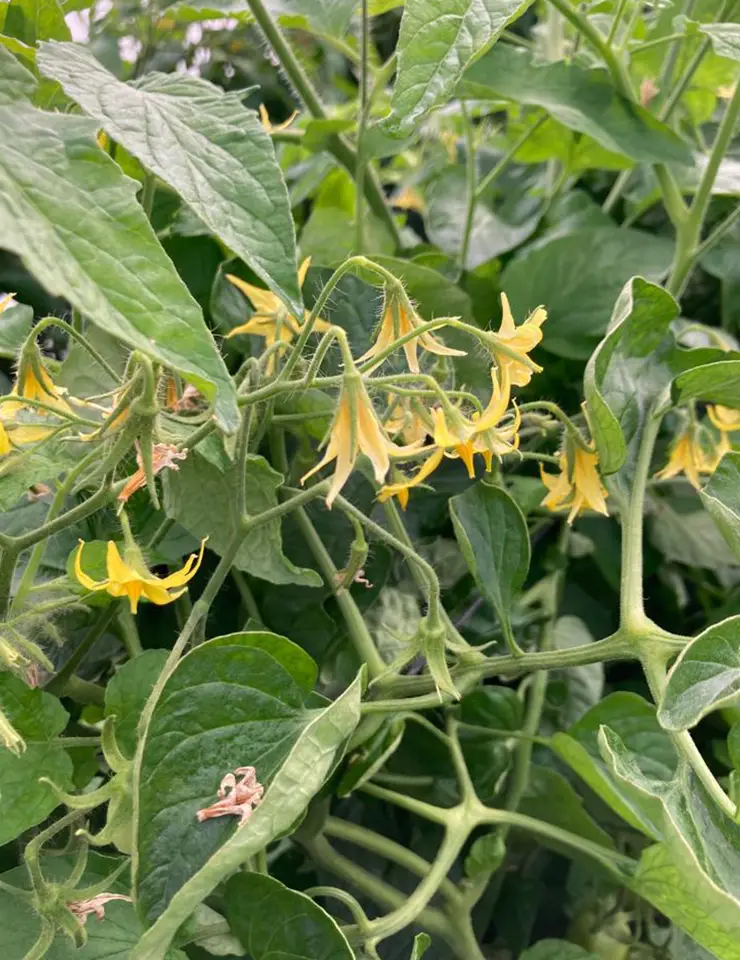 Ingeplant-Cultivos-09